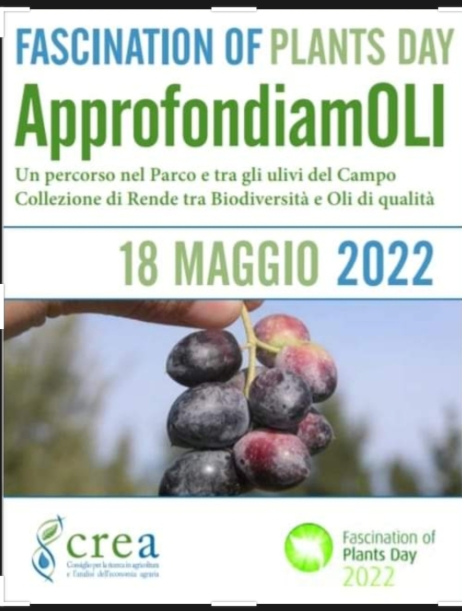 ApprofondiamOLI, un percorso nel Parco e tra gli ulivi del Campo Collezione di Rende tra Biodiversità e Oli di qualità