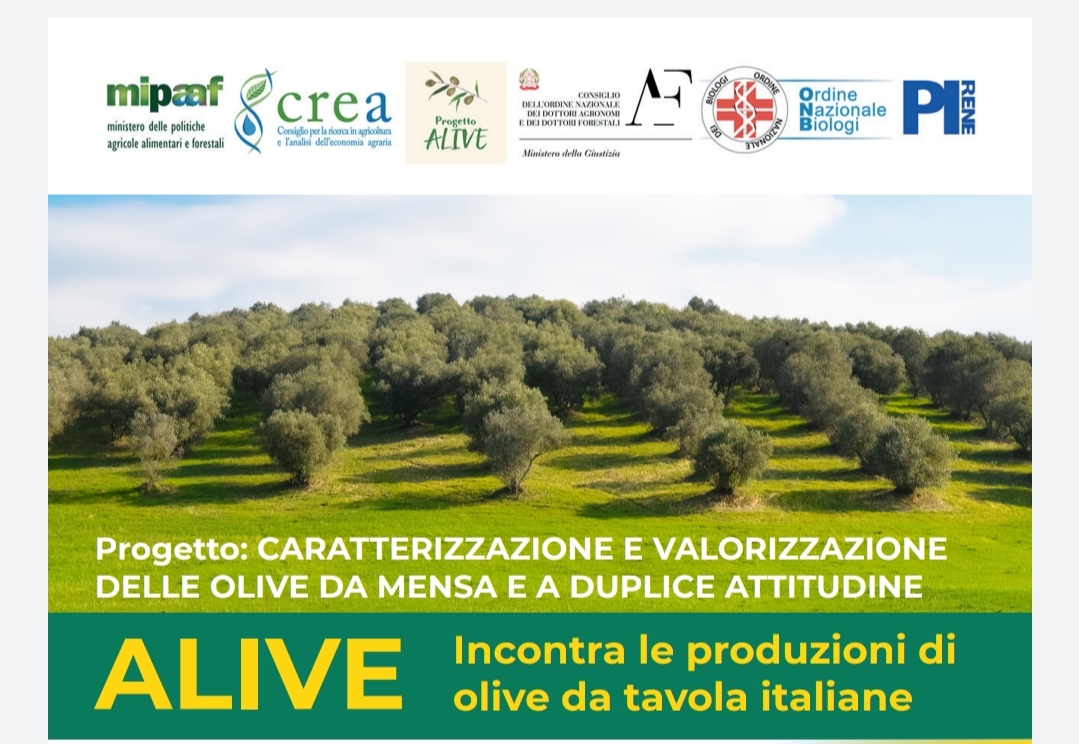 ALIVE incontra le produzioni di olive da tavola italiane