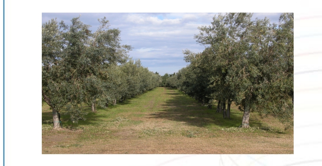 Open day al CREA La Scuola incontra la Ricerca: Come nasce un olio di qualità