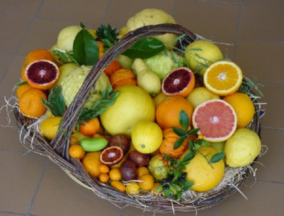 Il CREA incontra il Lions Club con il tema “La filiera agrumicola: le attività di ricerca del CREA”