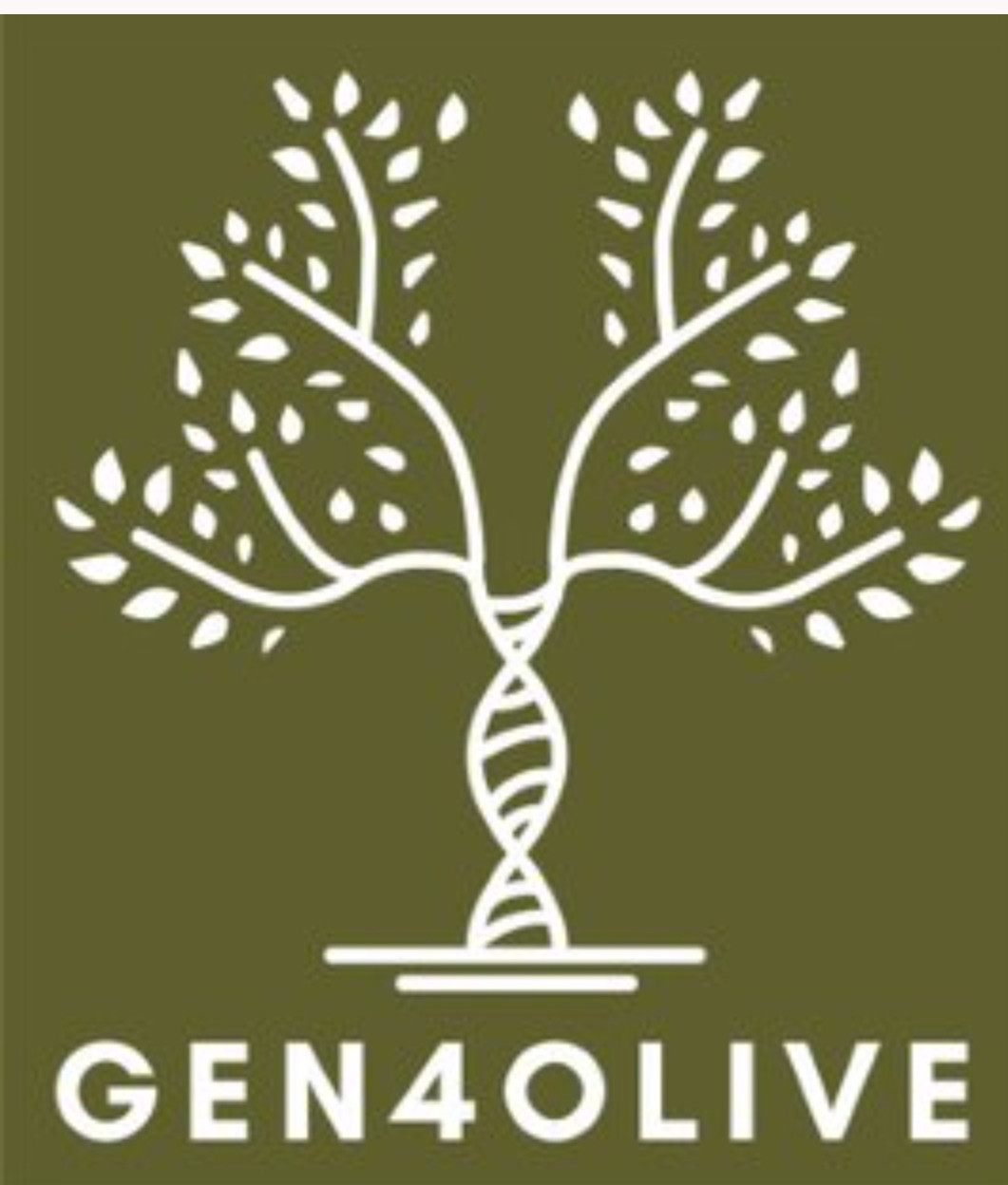 Gene4olive: alla ricerca di nuove varietà per l'olivicoltura di oggi e di domani