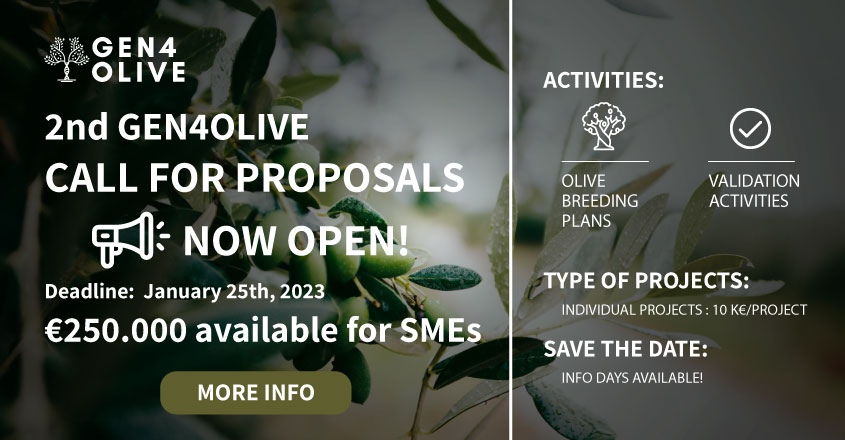 E’ aperta la seconda call di Gen4olive con 250.000 € per programmi di miglioramento genetico dell’olivo