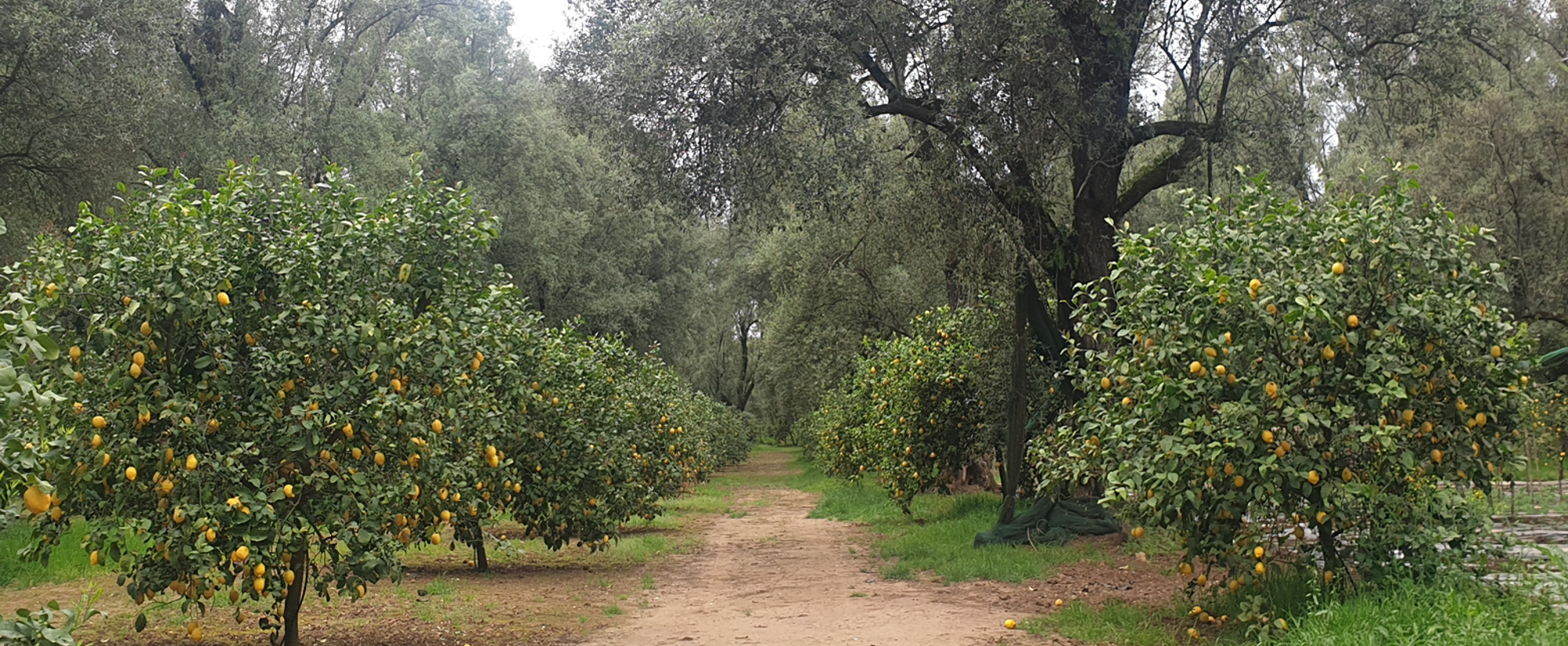 Strategie per la valorizzazione di un sistema agroforestale nella Piana di Gioia Tauro: il modello consociativo “olivo-limone”