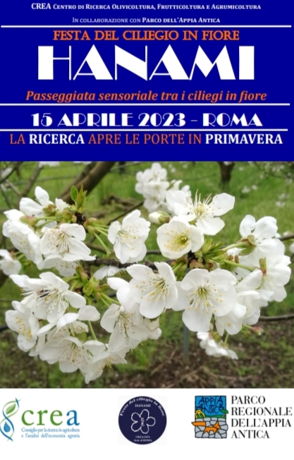 Hanami, festa del ciliegio in fiore