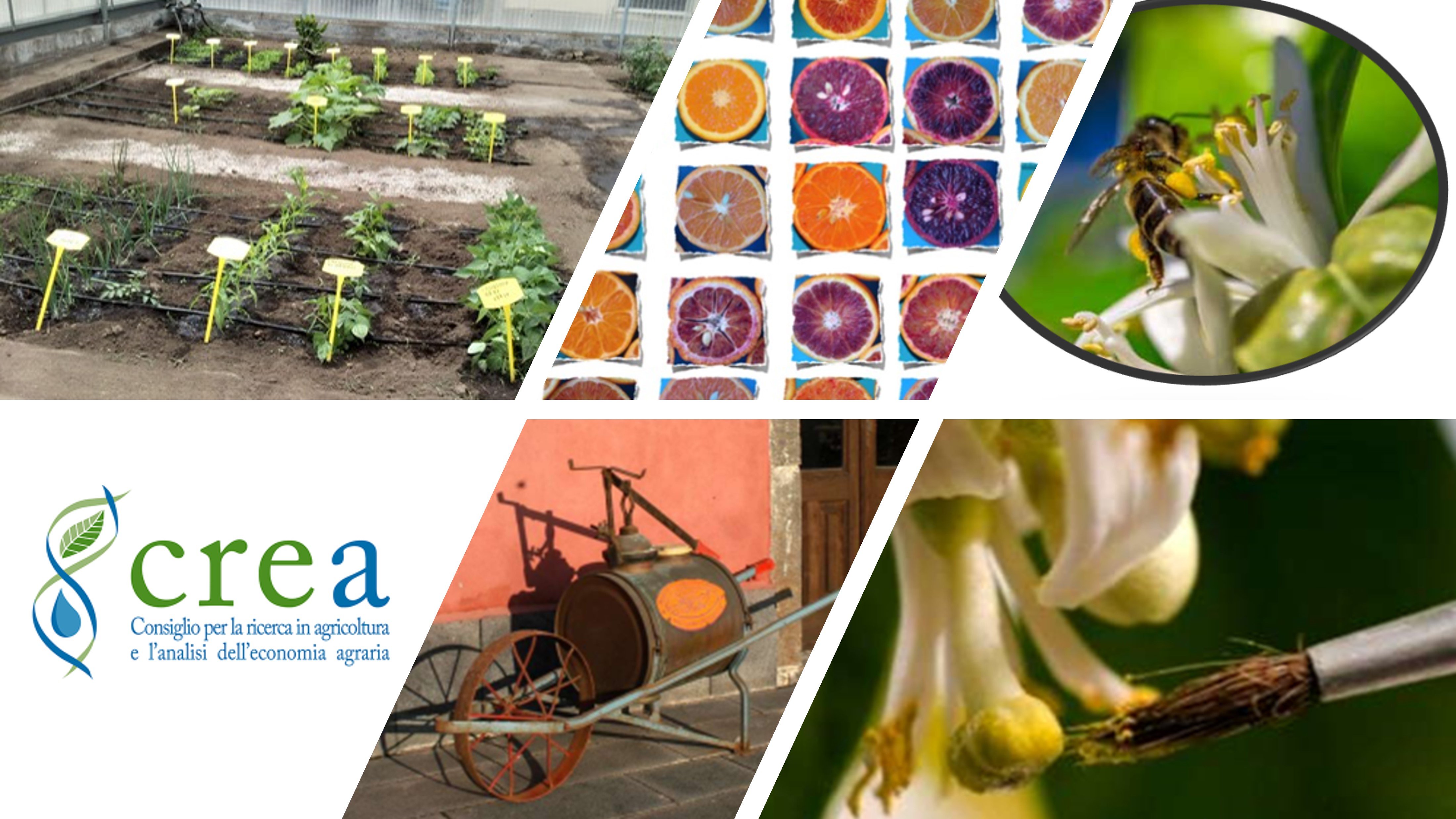 Studenti italiani e stranieri che partecipano al programma Erasmus+azione KA120 in visita presso l’azienda sperimentale “Palazzelli” del CREA - Secondo incontro