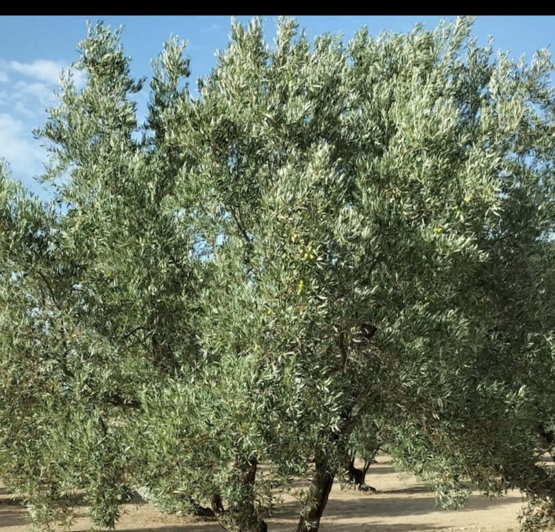 La Scuola incontra la Ricerca: un approfondimento sull’olivicoltura