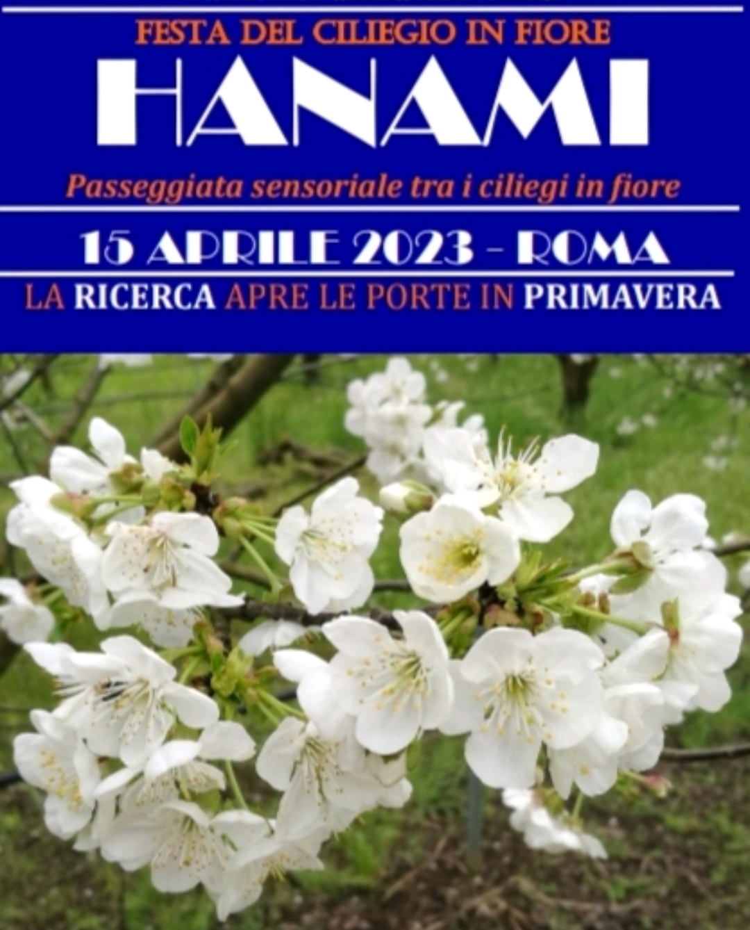 Hanami, festa del ciliegio in fiore - La ricerca apre le porte in primavera
