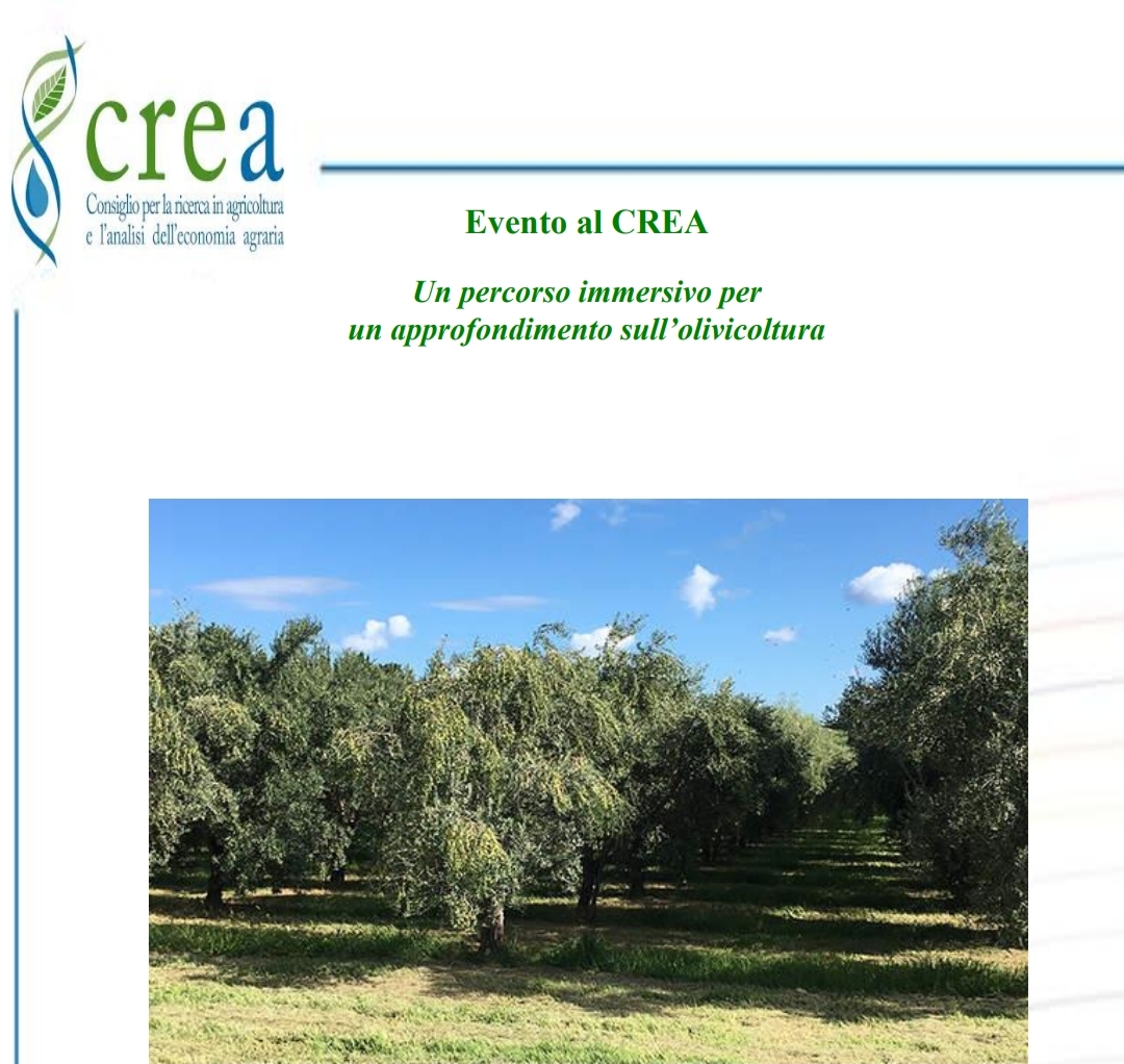 Evento al CREA : Un percorso immersivo per un approfondimento sull’olivicoltura