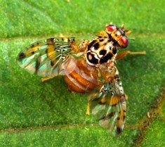 Ciclo biologico, riconoscimento, monitoraggio e controllo integrato della Mosca Mediterranea della frutta (Ceratitis capitata)