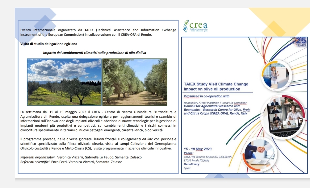 Impatto dei cambiamenti climatici sulla produzione di olio d'oliva