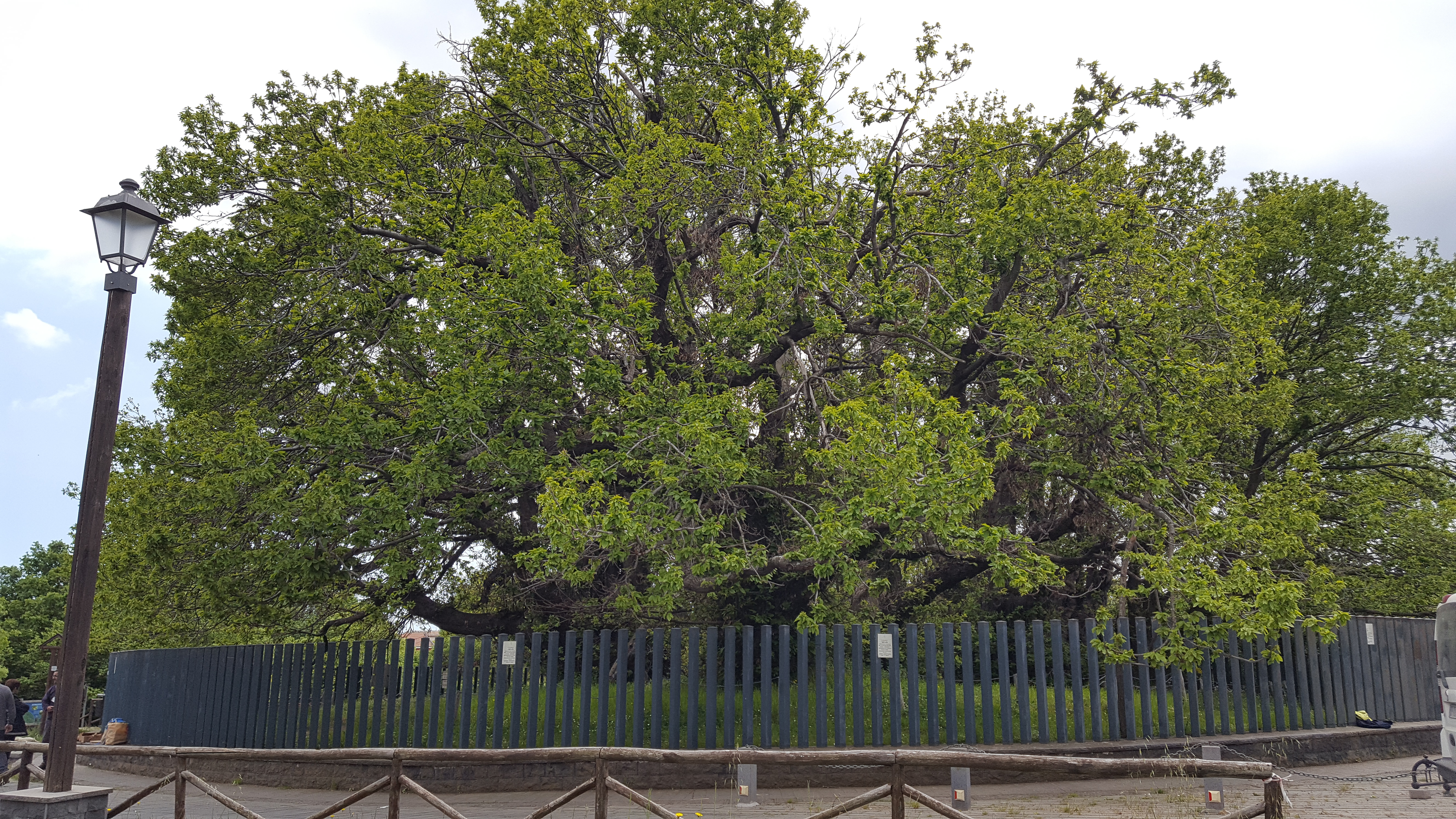 Il Castagno dei cento Cavalli, custode dei segreti della resilienza
