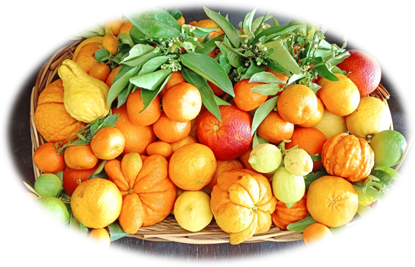 Gli studenti del corso di “Genetica Agraria” in visita al CREA di Acireale