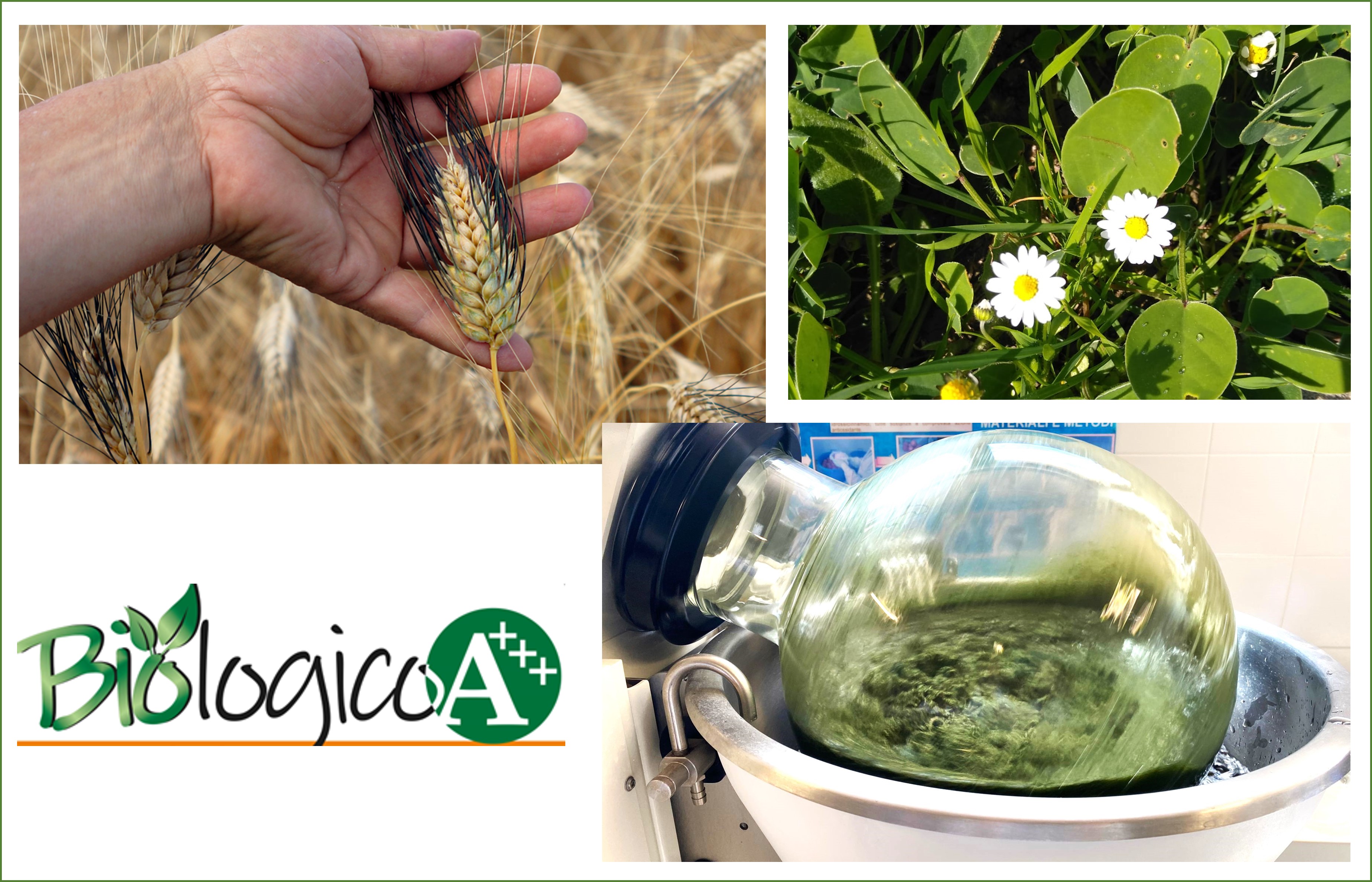 Il CREA organizza il Seminario intermedio del progetto Biologico A+++