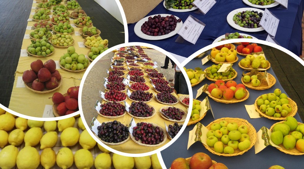 Il CREA organizza il convegno di chiusura del progetto Val.Ri.Ge.F. – Valutazione delle risorse genetiche frutticole siciliane