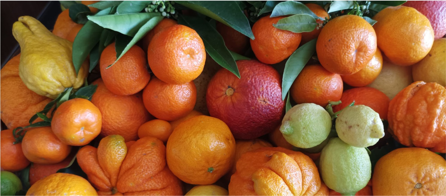 Agrumi in mostra: i colori della ricerca