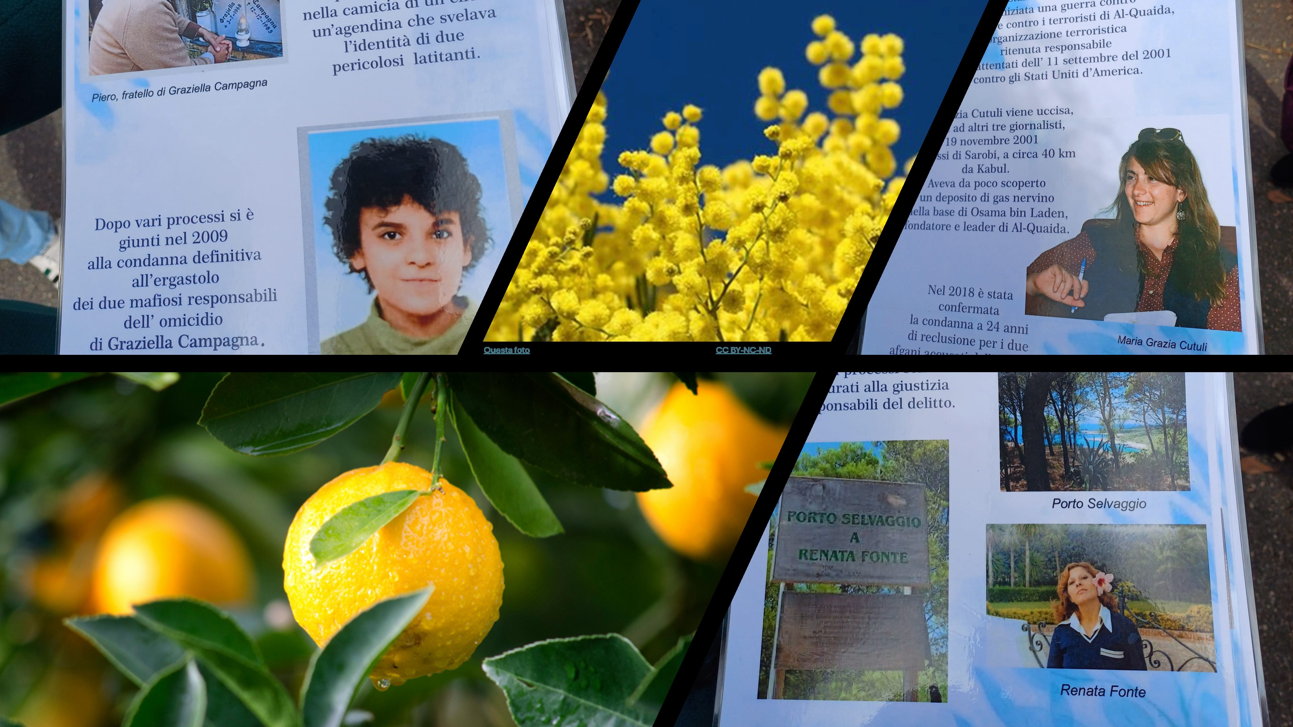 Il CREA dona tre alberi di agrumi all’istituto comprensivo Galileo Galilei di Acireale