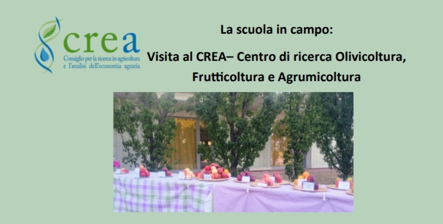 La scuola in campo: Visita al CREA – Centro di ricerca Olivicoltura, Frutticoltura e Agrumicoltura