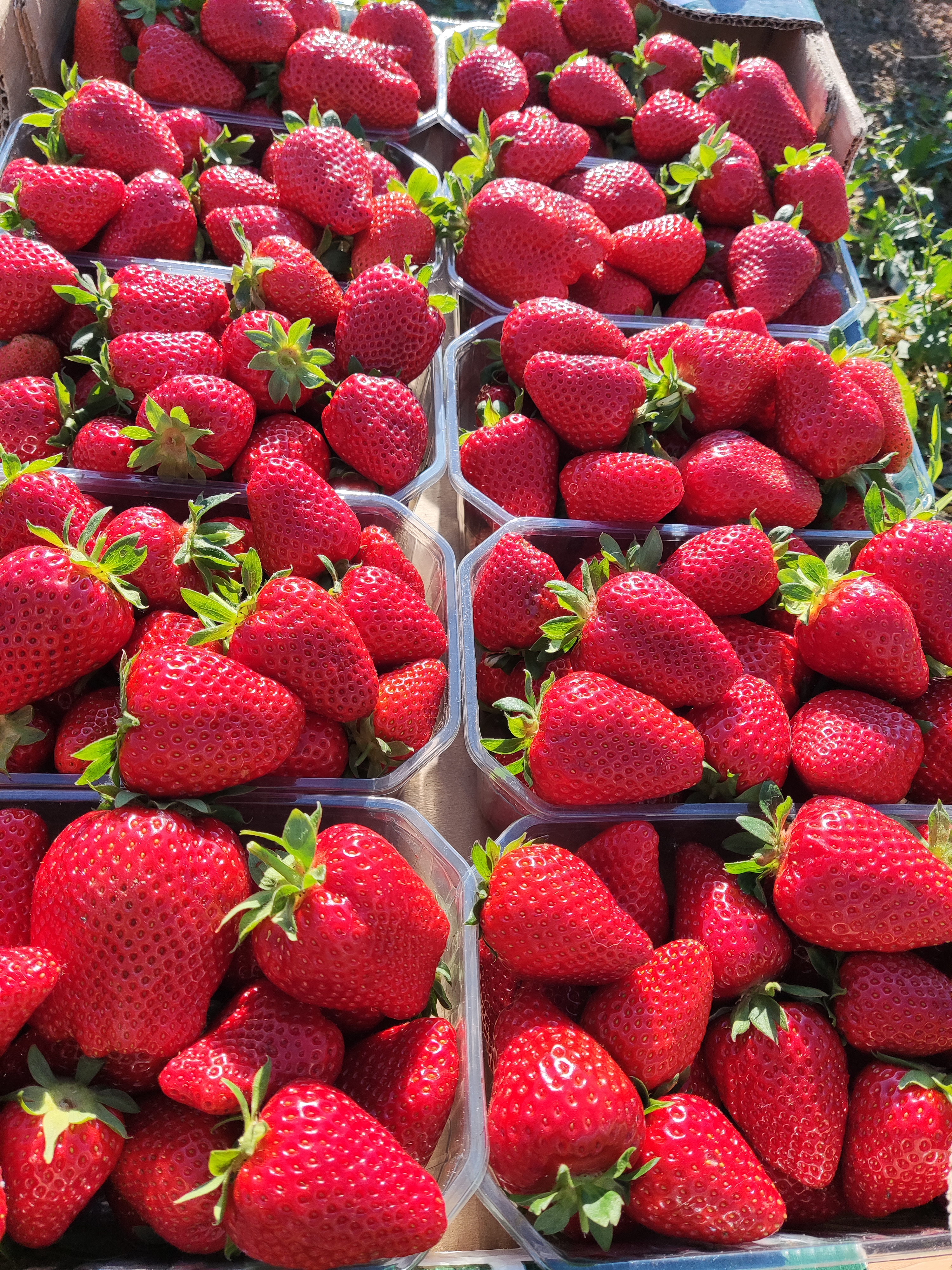 Il miglioramento genetico dei fruttiferi presso il CREA di Forlì