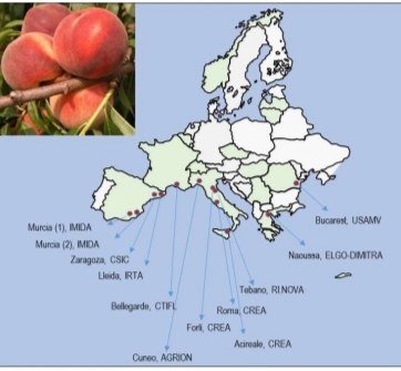 Il CREA organizza il VII meeting del Working Group Apricot & Peach