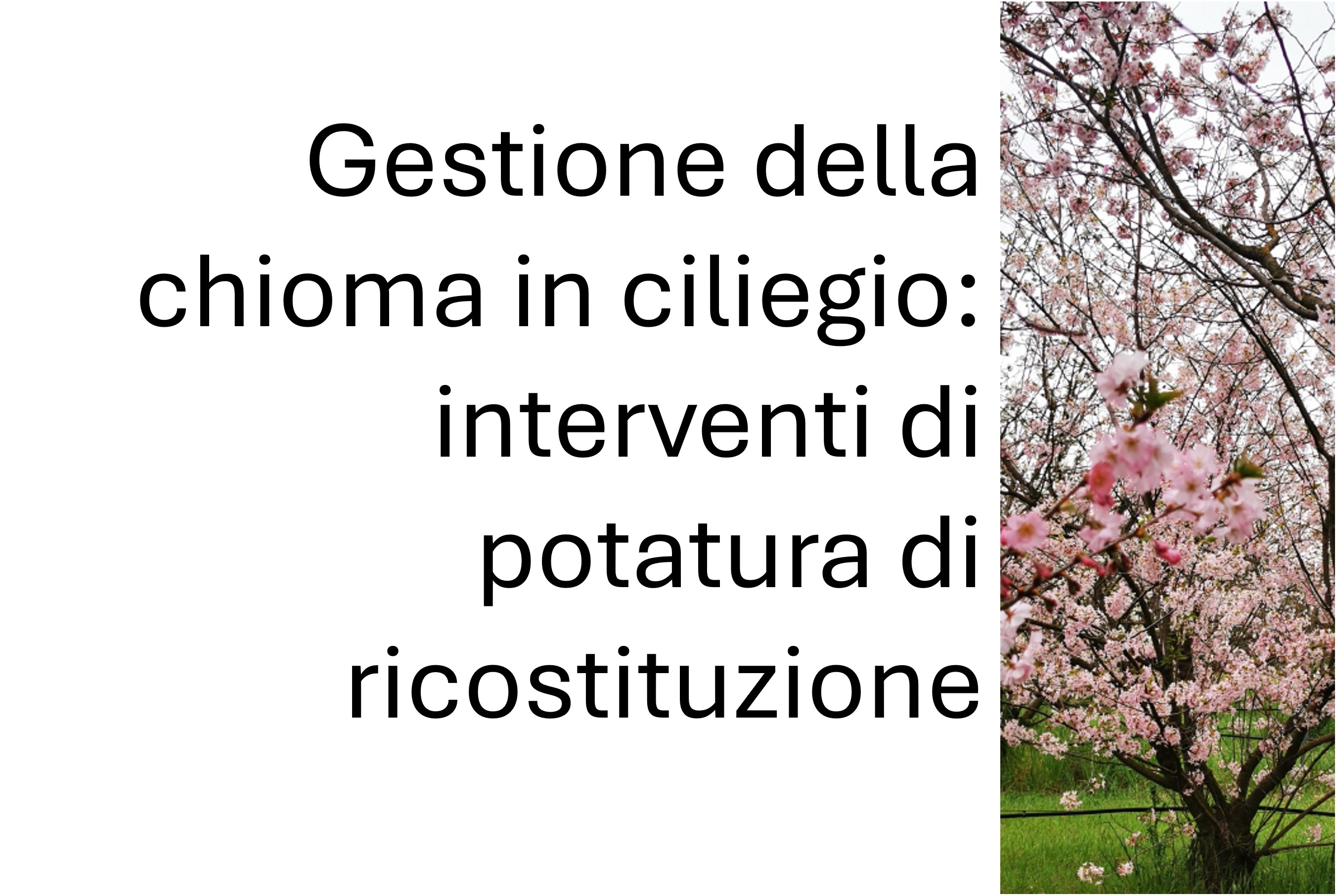 Gestione della chioma in ciliegio: interventi di potatura di ricostituzione