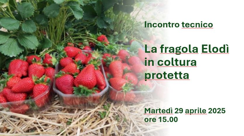 Incontro tecnico “La fragola Elodì in coltura protetta”