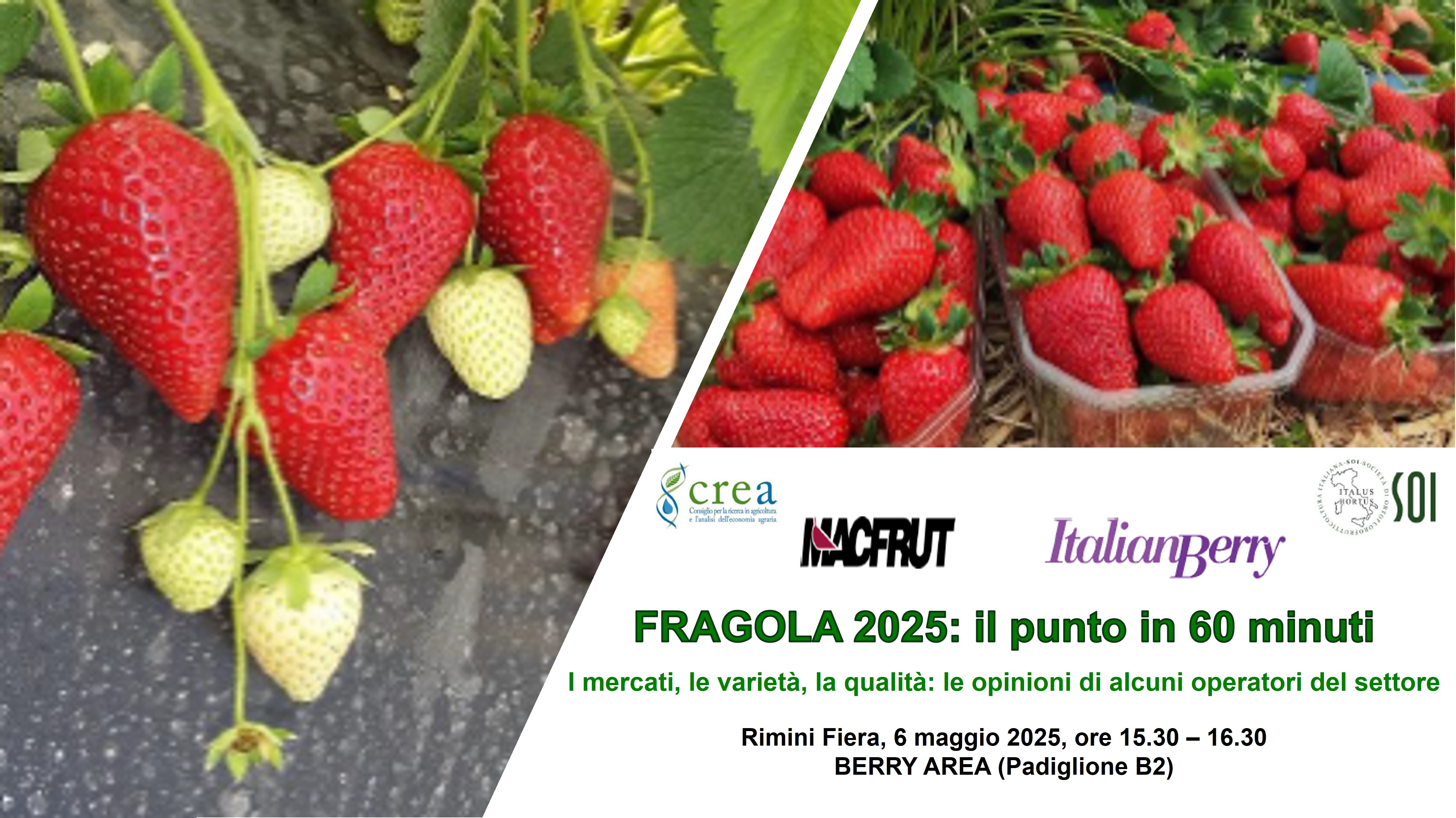 FRAGOLA 2025, il punto in 60 minuti: i mercati, le varietà, la qualità: le opinioni di alcuni operatori del settore
