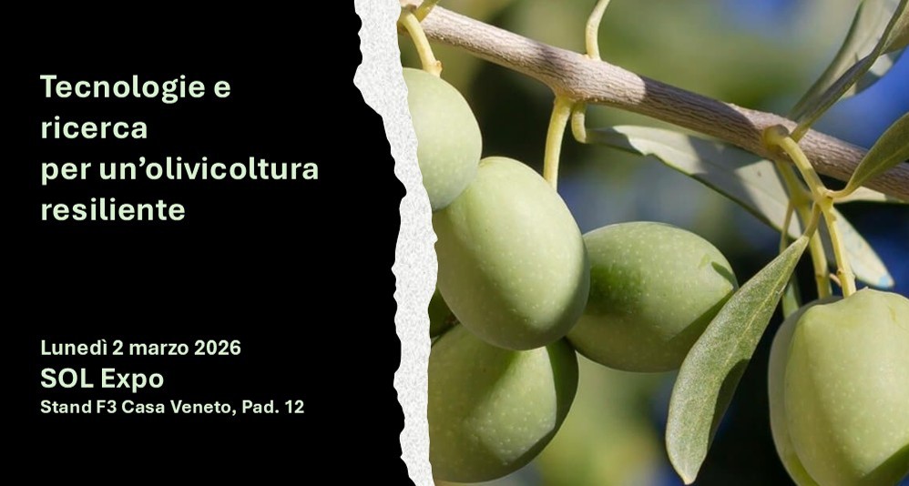 Il CREA al convegno “Tecnologie e ricerca per un’olivicoltura resiliente”